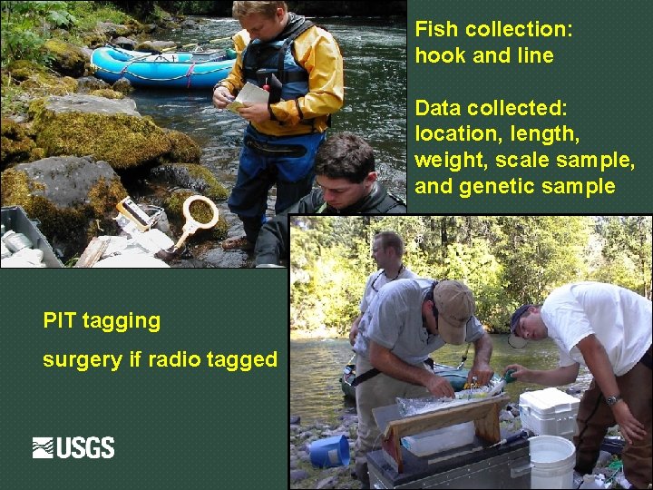 Fish collection: hook and line Data collected: location, length, weight, scale sample, and genetic