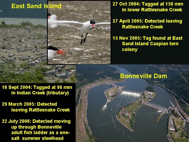 East Sand Island 27 Oct 2004: Tagged at 156 mm in lower Rattlesnake Creek