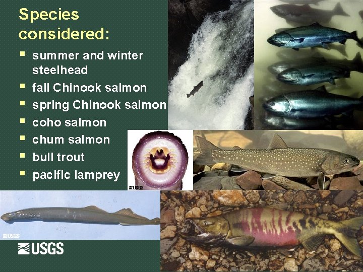 Species considered: § summer and winter § § § steelhead fall Chinook salmon spring