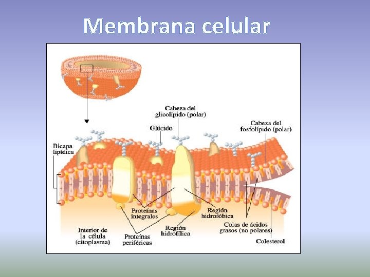 Membrana celular 