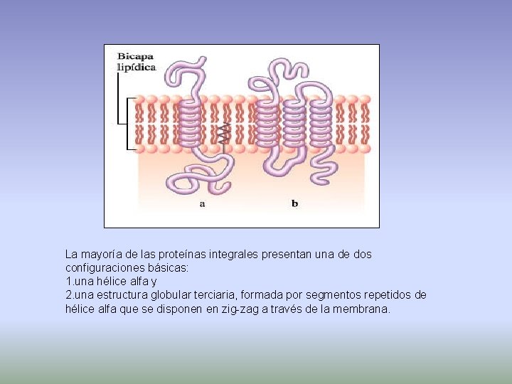 La mayoría de las proteínas integrales presentan una de dos configuraciones básicas: 1. una