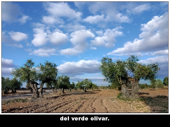 del verde olivar. 