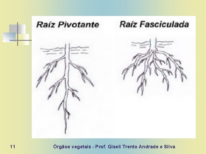 11 Órgãos vegetais - Prof. Giseli Trento Andrade e Silva 