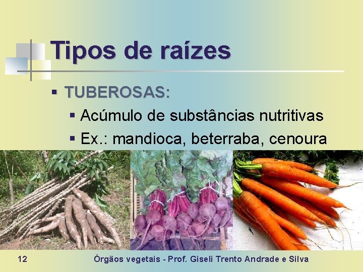 Tipos de raízes § TUBEROSAS: § Acúmulo de substâncias nutritivas § Ex. : mandioca,