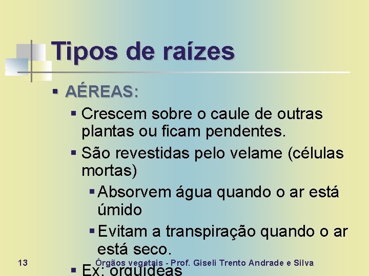 Tipos de raízes 13 § AÉREAS: § Crescem sobre o caule de outras plantas