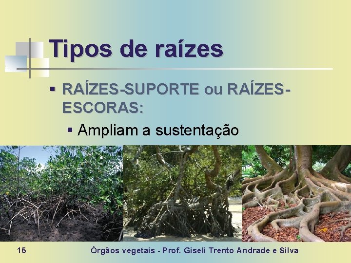 Tipos de raízes § RAÍZES-SUPORTE ou RAÍZESESCORAS: § Ampliam a sustentação § Ex: rizoforas,