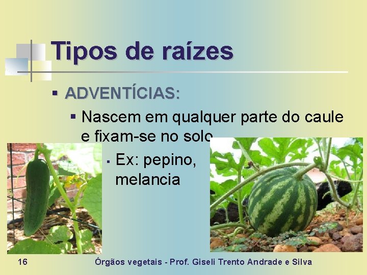 Tipos de raízes § ADVENTÍCIAS: § Nascem em qualquer parte do caule e fixam-se