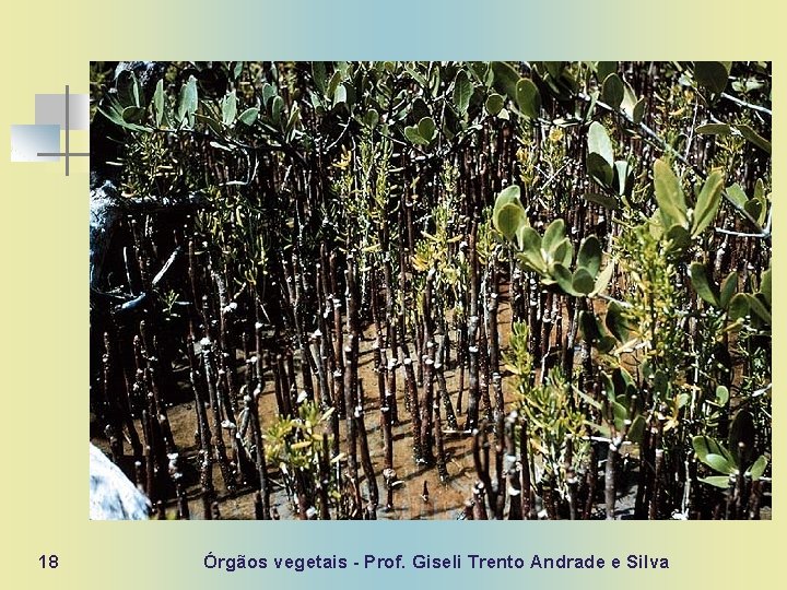 18 Órgãos vegetais - Prof. Giseli Trento Andrade e Silva 