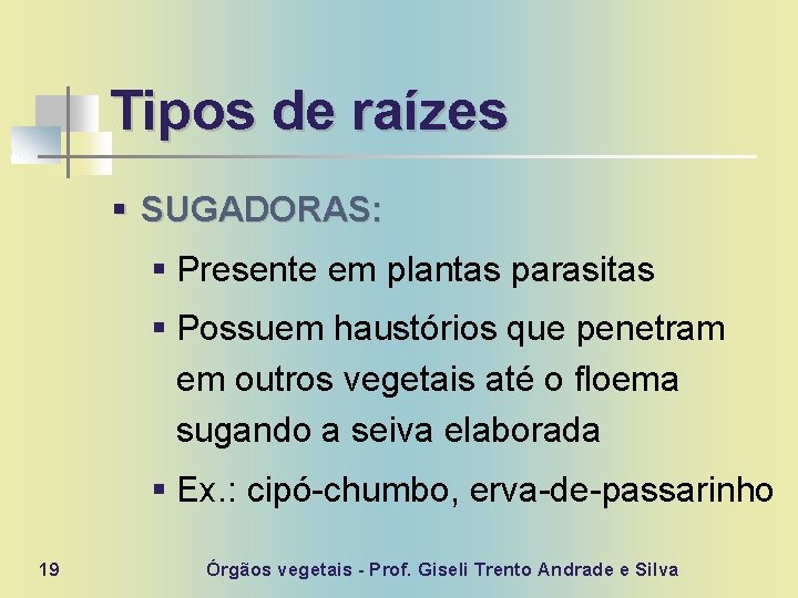 Tipos de raízes § SUGADORAS: § Presente em plantas parasitas § Possuem haustórios que