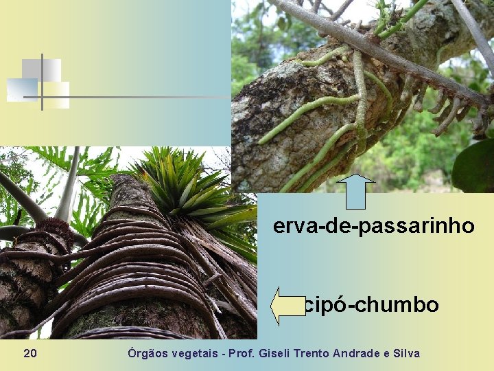 erva-de-passarinho cipó-chumbo 20 Órgãos vegetais - Prof. Giseli Trento Andrade e Silva 