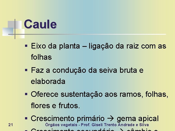 Caule § Eixo da planta – ligação da raiz com as folhas § Faz