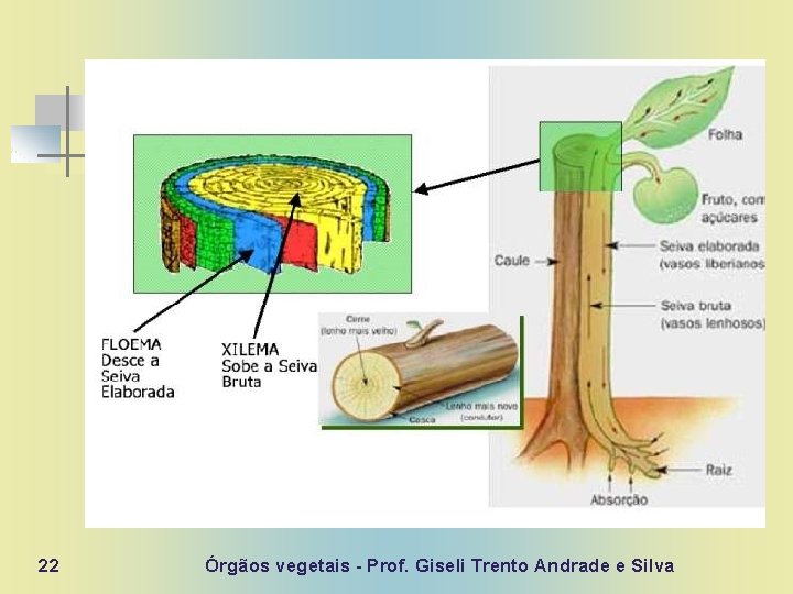 22 Órgãos vegetais - Prof. Giseli Trento Andrade e Silva 