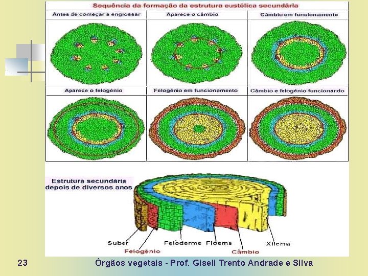 23 Órgãos vegetais - Prof. Giseli Trento Andrade e Silva 