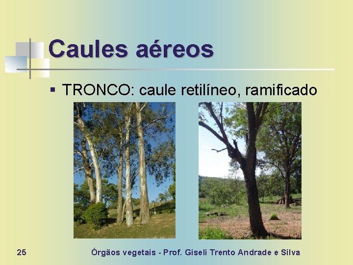 Caules aéreos § TRONCO: caule retilíneo, ramificado 25 Órgãos vegetais - Prof. Giseli Trento