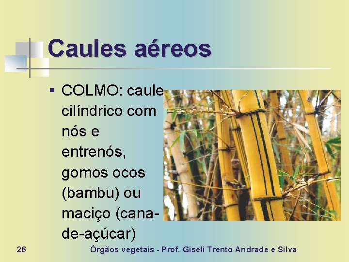 Caules aéreos § COLMO: caule cilíndrico com nós e entrenós, gomos ocos (bambu) ou