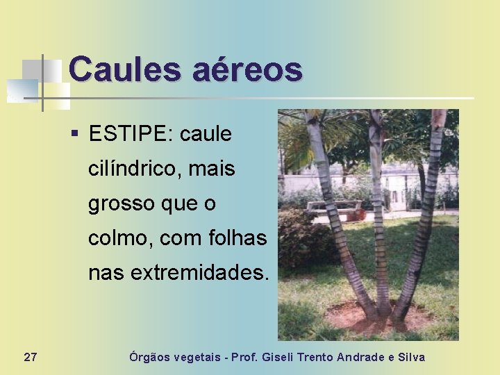 Caules aéreos § ESTIPE: caule cilíndrico, mais grosso que o colmo, com folhas nas