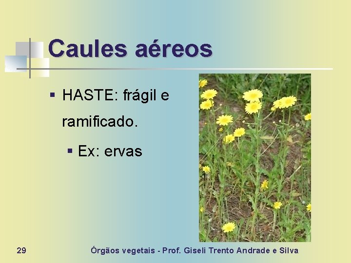 Caules aéreos § HASTE: frágil e ramificado. § Ex: ervas 29 Órgãos vegetais -