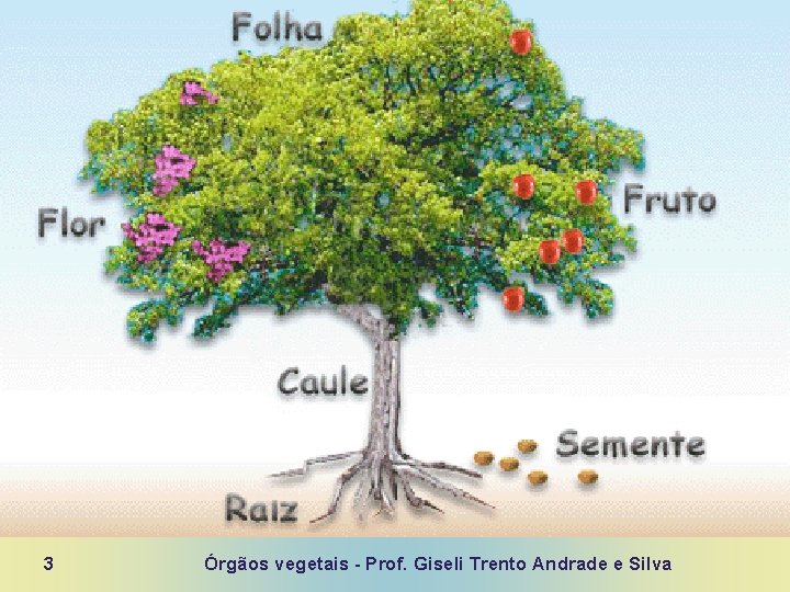 3 Órgãos vegetais - Prof. Giseli Trento Andrade e Silva 