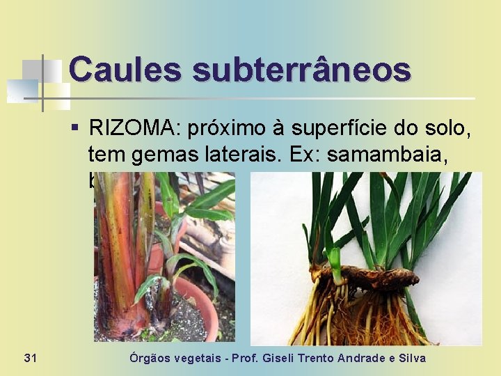 Caules subterrâneos § RIZOMA: próximo à superfície do solo, tem gemas laterais. Ex: samambaia,