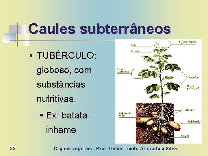 Caules subterrâneos § TUBÉRCULO: globoso, com substâncias nutritivas. § Ex: batata, inhame 32 Órgãos