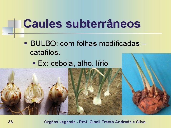 Caules subterrâneos § BULBO: com folhas modificadas – catafilos. § Ex: cebola, alho, lírio