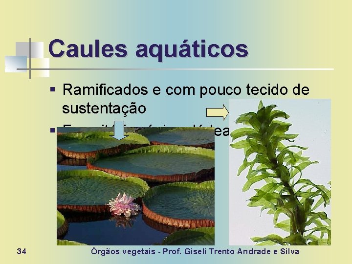 Caules aquáticos § Ramificados e com pouco tecido de sustentação § Ex. : vitória-régia,