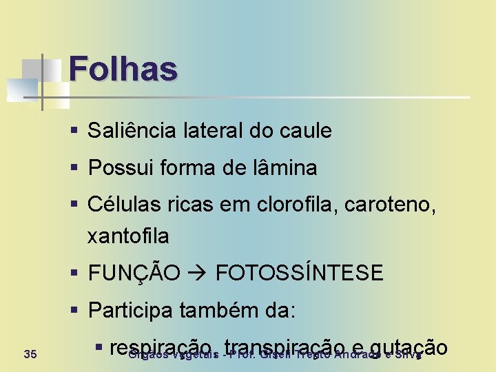 Folhas § Saliência lateral do caule § Possui forma de lâmina § Células ricas