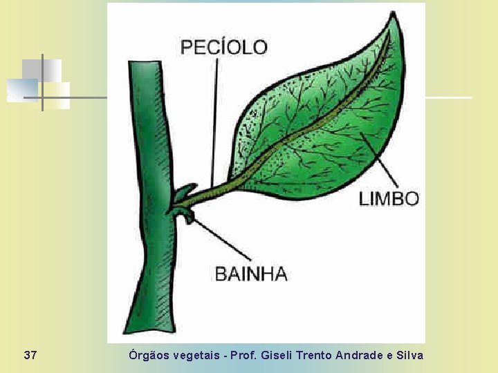 37 Órgãos vegetais - Prof. Giseli Trento Andrade e Silva 