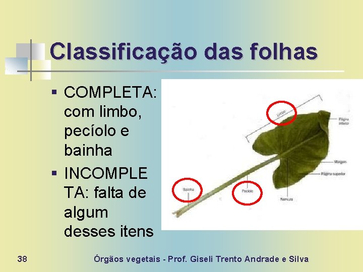 Classificação das folhas § COMPLETA: com limbo, pecíolo e bainha § INCOMPLE TA: falta