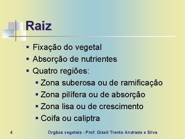 Raiz § Fixação do vegetal § Absorção de nutrientes § Quatro regiões: § Zona