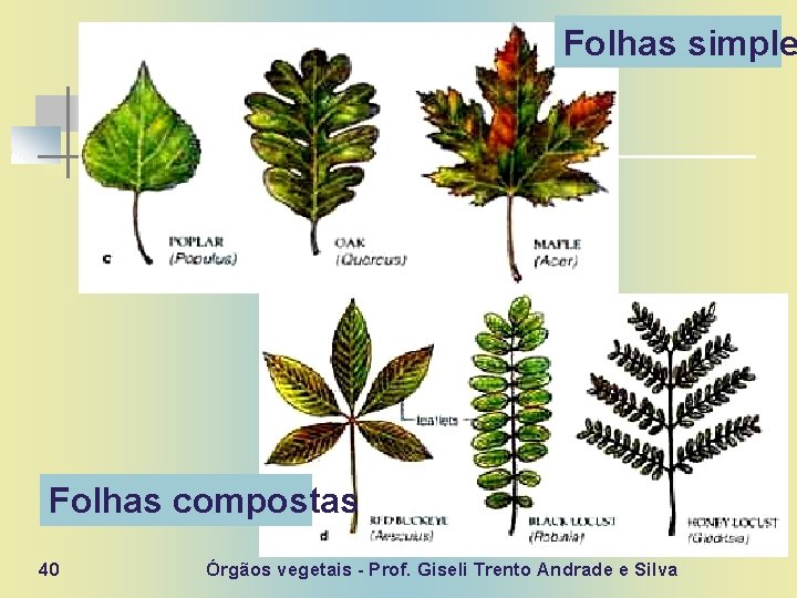 Folhas simple Folhas compostas 40 Órgãos vegetais - Prof. Giseli Trento Andrade e Silva
