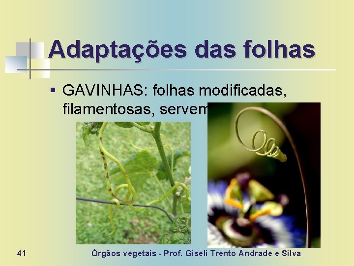 Adaptações das folhas § GAVINHAS: folhas modificadas, filamentosas, servem para suporte. 41 Órgãos vegetais