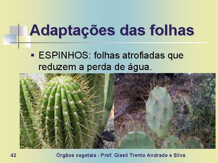 Adaptações das folhas § ESPINHOS: folhas atrofiadas que reduzem a perda de água. 42
