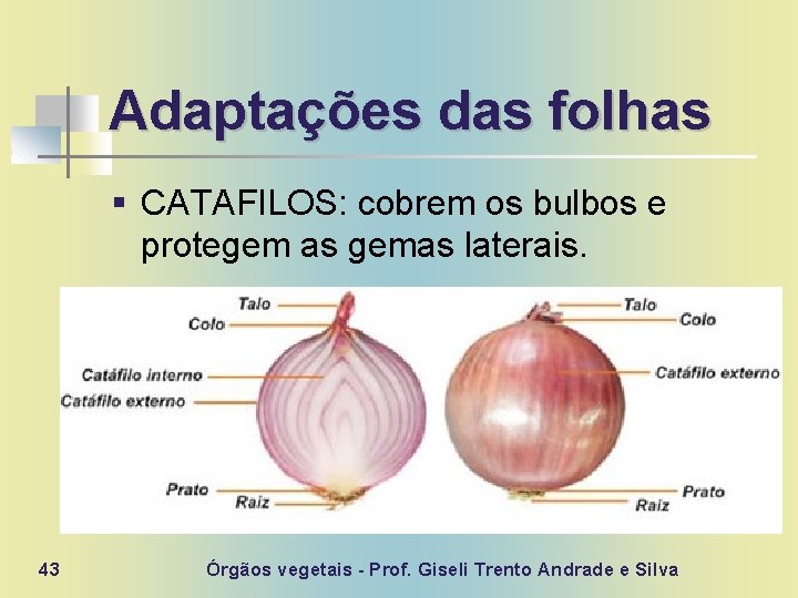 Adaptações das folhas § CATAFILOS: cobrem os bulbos e protegem as gemas laterais. 43