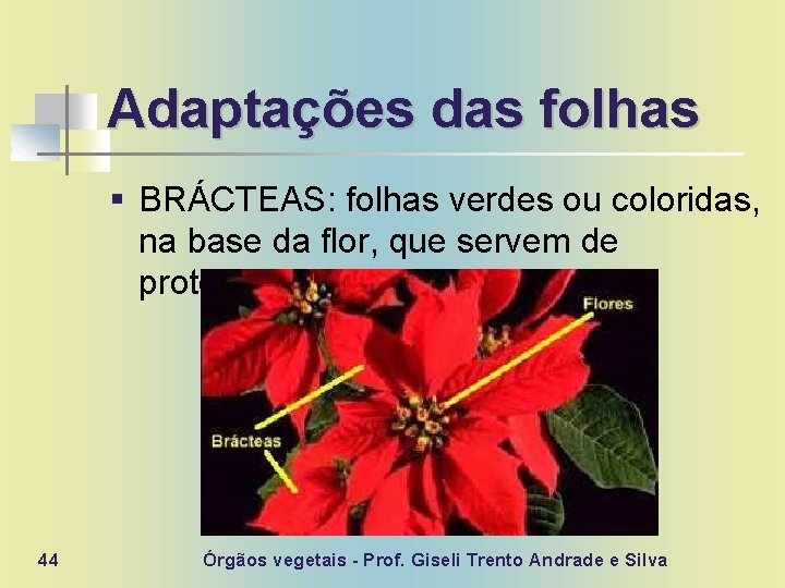 Adaptações das folhas § BRÁCTEAS: folhas verdes ou coloridas, na base da flor, que