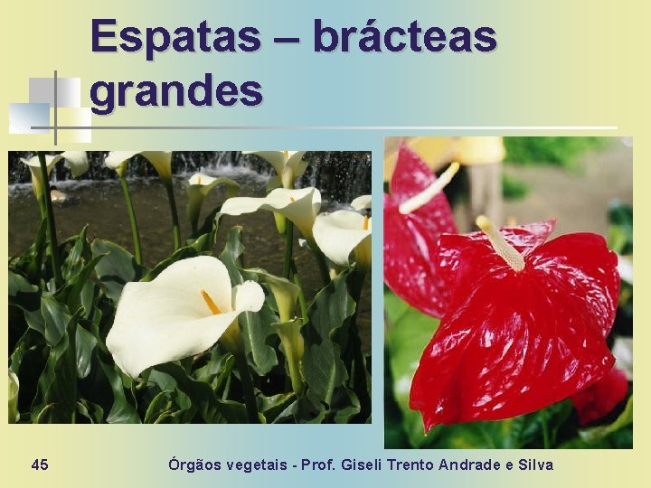 Espatas – brácteas grandes 45 Órgãos vegetais - Prof. Giseli Trento Andrade e Silva
