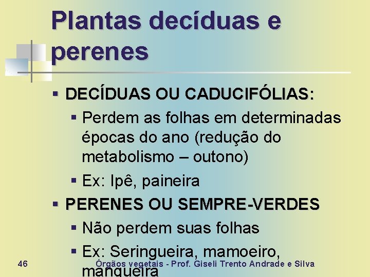 Plantas decíduas e perenes 46 § DECÍDUAS OU CADUCIFÓLIAS: § Perdem as folhas em