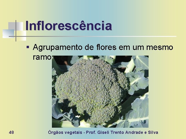 Inflorescência § Agrupamento de flores em um mesmo ramo. 48 Órgãos vegetais - Prof.