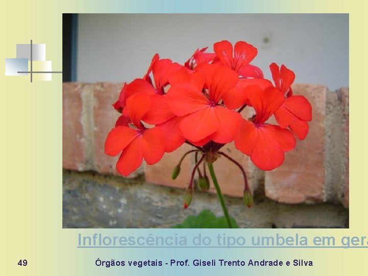 Inflorescência do tipo umbela em gerâ 49 Órgãos vegetais - Prof. Giseli Trento Andrade