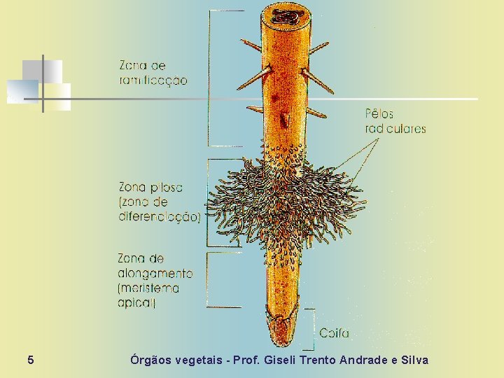 5 Órgãos vegetais - Prof. Giseli Trento Andrade e Silva 
