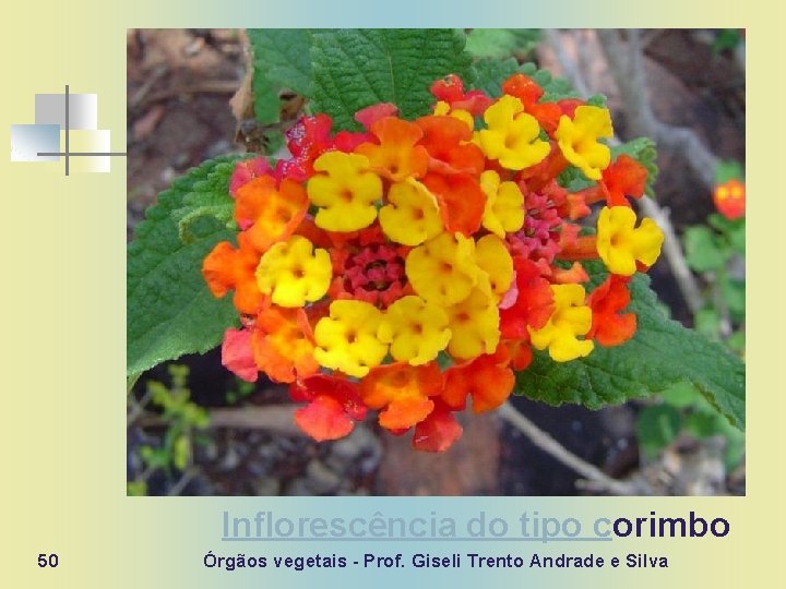 Inflorescência do tipo corimbo 50 Órgãos vegetais - Prof. Giseli Trento Andrade e Silva