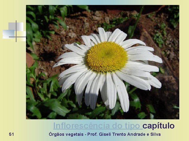 Inflorescência do tipo capítulo 51 Órgãos vegetais - Prof. Giseli Trento Andrade e Silva