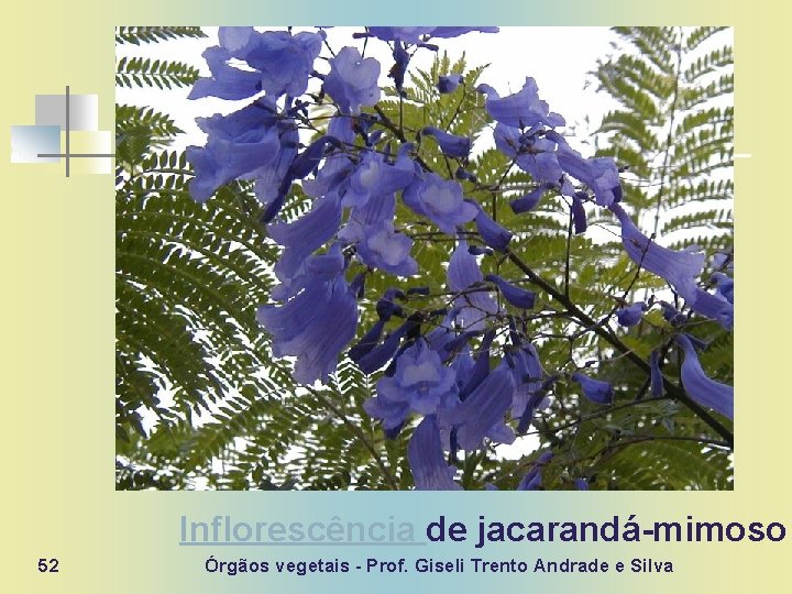 Inflorescência de jacarandá-mimoso 52 Órgãos vegetais - Prof. Giseli Trento Andrade e Silva 