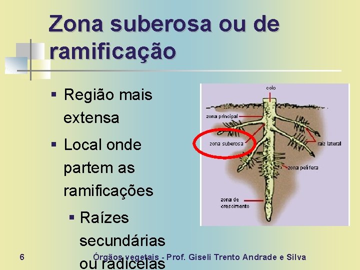 Zona suberosa ou de ramificação § Região mais extensa § Local onde partem as