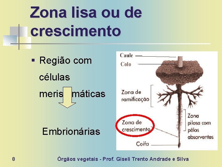 Zona lisa ou de crescimento § Região com células meristemáticas Embrionárias 8 Órgãos vegetais