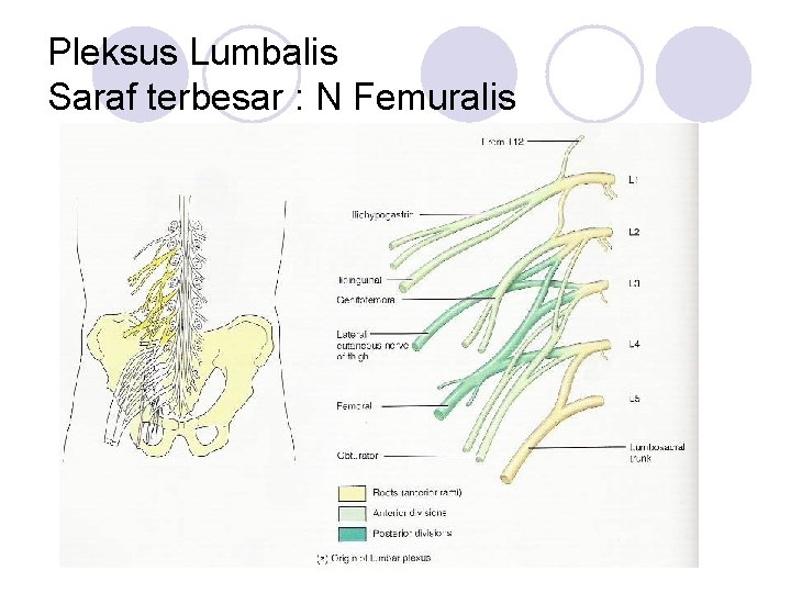 Pleksus Lumbalis Saraf terbesar : N Femuralis 