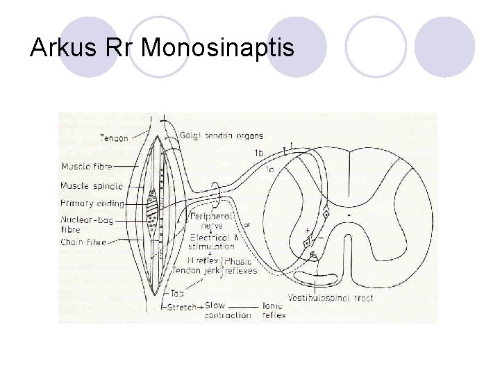 Arkus Rr Monosinaptis 