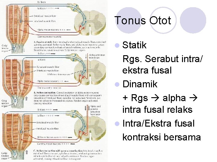 Tonus Otot l Statik Rgs. Serabut intra/ ekstra fusal l Dinamik + Rgs alpha