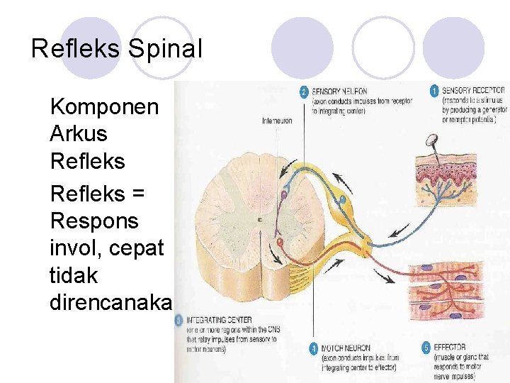 Refleks Spinal Komponen Arkus Refleks = Respons invol, cepat tidak direncanakan 