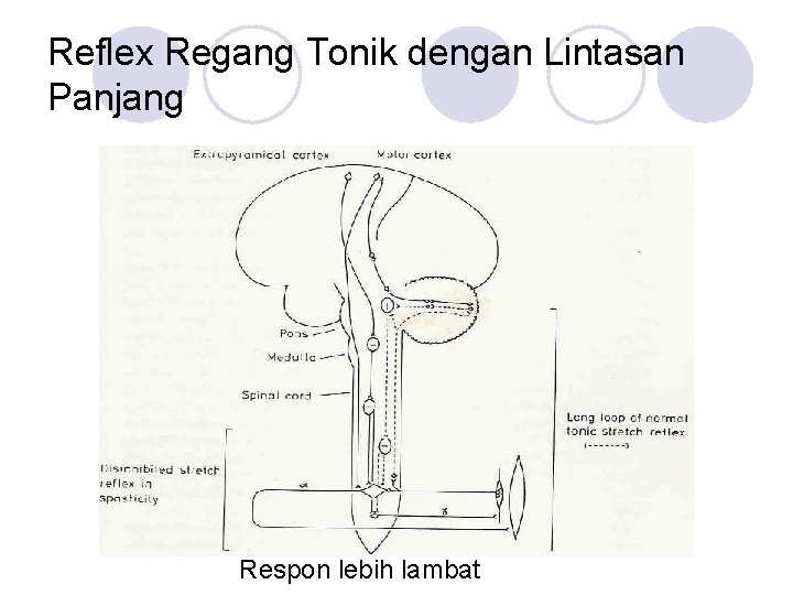 Reflex Regang Tonik dengan Lintasan Panjang Respon lebih lambat 